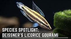 Species Spotlight - Deissner's Licorice Gourami - How to Care for and Breed Parosphromenus Deissneri