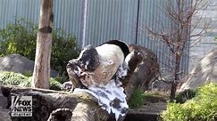 Celebrate! Giant pandas enjoy birthday treats at Australian zoo