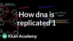 How DNA is replicated 1