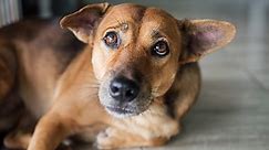 Dog Depression: 9 Signs Your Dog Is Sad