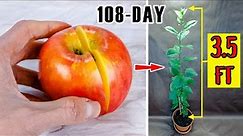 Growing Apple Tree From Seed Time Lapse (108 Days)