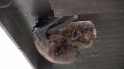 Big Brown Bats mating - Eastern Iowa