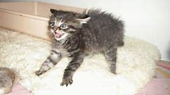 CAN YOU HOLD YOUR LAUGH? - Crazy CATS at their best - Funny and Cute!