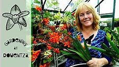 Crocosmia (Montbretia) Division and Growing - making new plants