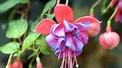 Fuchsia : variétés, plantation et entretien