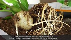 Zamiokulkas - nawożenie, rozmnażanie i najlepsze stanowisko - roślina do biura