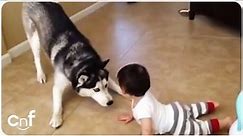 Husky Plays With Baby | Puppy Playtime