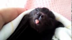 Bat Pup Charlie Yawning So Cute❤️🦇❤️
