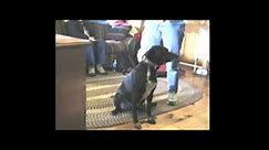 An A-Z Ethogram of Dog Behavior and Body Language