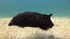 Loads of massive black sea slug/sea hare things at Junkyard