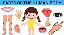 Body Parts For Kids | Learn The Parts Of The Human Body With Pictures | Little Baby Sprout