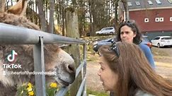 #donkeyrescue #Mules #rescueanimals #grief #griefandloss #widow #griefjourney #fypシ゚ Thank you Jenny Stieglitz | Audrey L Seidl