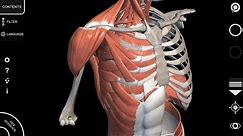 Human Anatomy App - Muscular System - Tutorial 2016