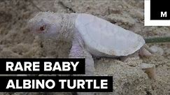 Extremely Rare Baby Albino Turtle Found on An Australian Beach