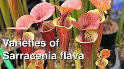 Six Varieties of Sarracenia flava to Add to Your Collection