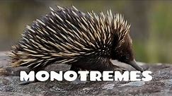 Monotremes ( egg laying mammals )