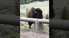 Is There A Difference Between A Bison And A Buffalo?