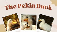The Pekin Duck: Everything You Need to Know
