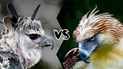 HARPY EAGLE VS PHILIPPINE EAGLE - Who is the king of the eagles?