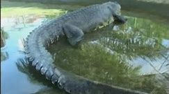 Lolong, the world's largest crocodile dies