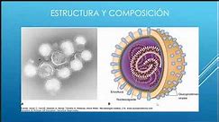 Microbiología II Micología y Virología C3: Orthomyxoviridae (Ortomixovirus)