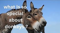 What is so special about donkeys?