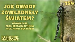 Owady - osobliwi przybysze z prawiecznych czasów | prof. Edyta Buczyńska, prof. Paweł Buczyński