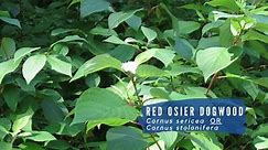 Red osier dogwood (Cornus sericea or Cornus stolonifera)