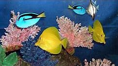 SeaWorld's Aquariums (in HD)