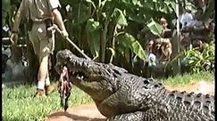 Gomek, giant Saltwater Crocodile, Feeding Show