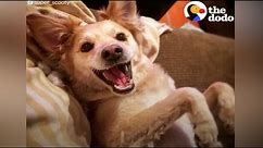 The Happiest Dog On Earth | The Dodo