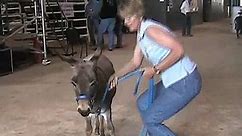 donkeys and mules: what's the difference?