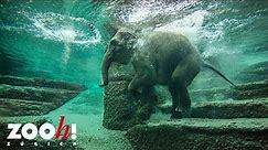 Zoo Zürich: Elefantenschwimmen im Kaeng Krachan Elefantenpark