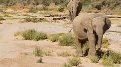 How Namibia's elephants have adapted to life in the desert