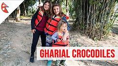 GHARIAL CROCODILES in Chitwan National Park, Nepal