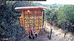 New Cam Species: Red-naped Sapsucker Visits West Texas Feeders For First Time! – Dec. 16, 2021