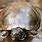 żółw Błotny