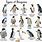 17 Species of Penguins