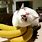 A Banana Cat