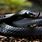 A Black Mamba Snake