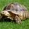 A Picture of a Tortoise