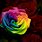 A Rainbow Rose