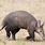 Aardvark Tail
