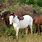 Abaco Barb Horse