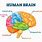 About Human Brain