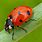 About Ladybugs