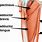 Adductor Muscle Group