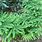 Adiantum Pedatum Maidenhair Fern