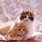 Adorable Cats and Kittens
