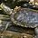 Adult Map Turtle